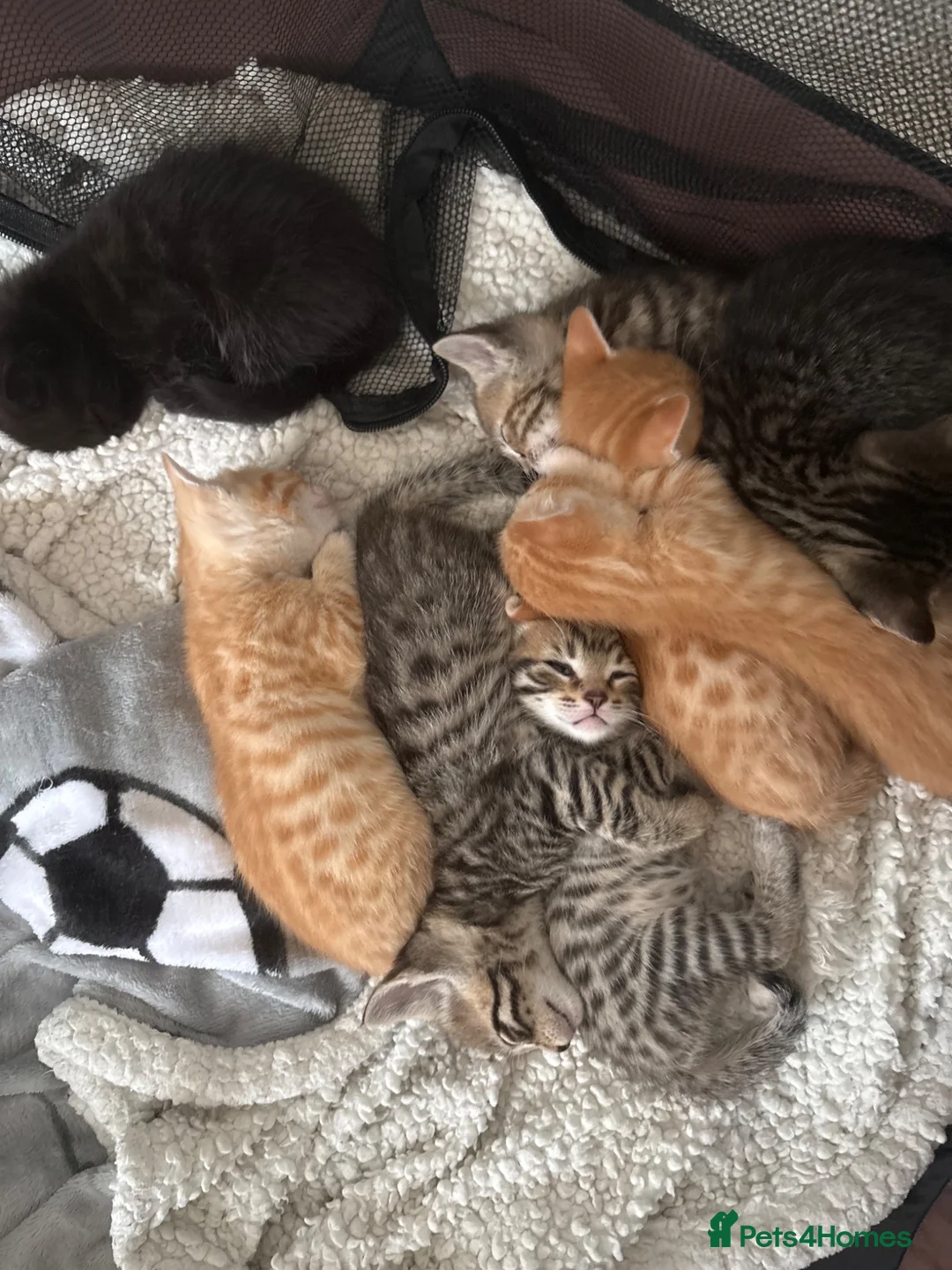 Mixed Breed cats for sale: Bengal mixed kittens for sale - Advert 9