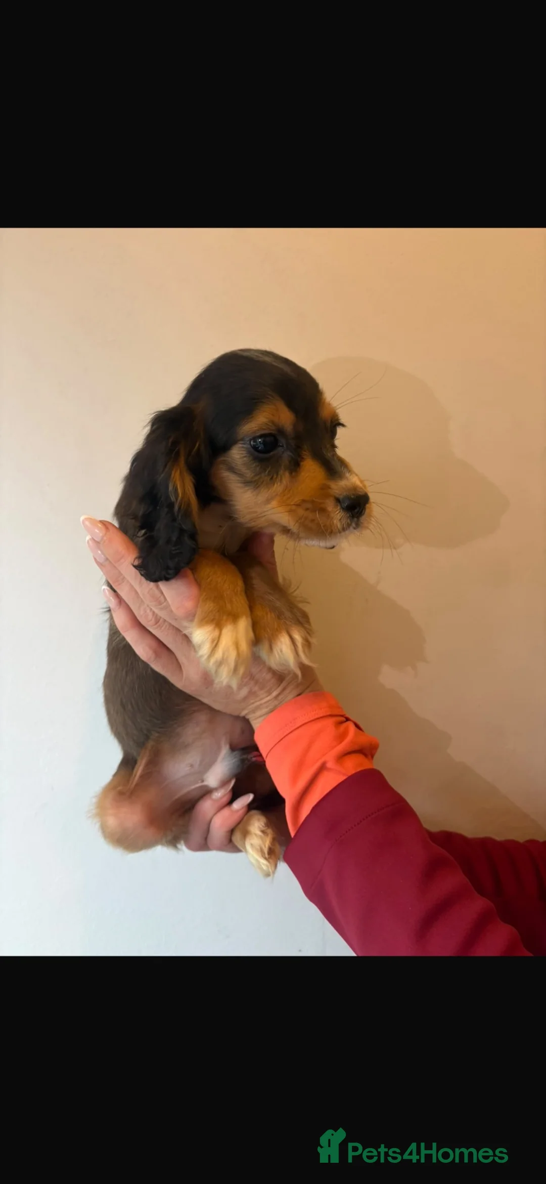 Cocker Spaniel dogs for sale: Cocker spaniel pups  - Advert 22