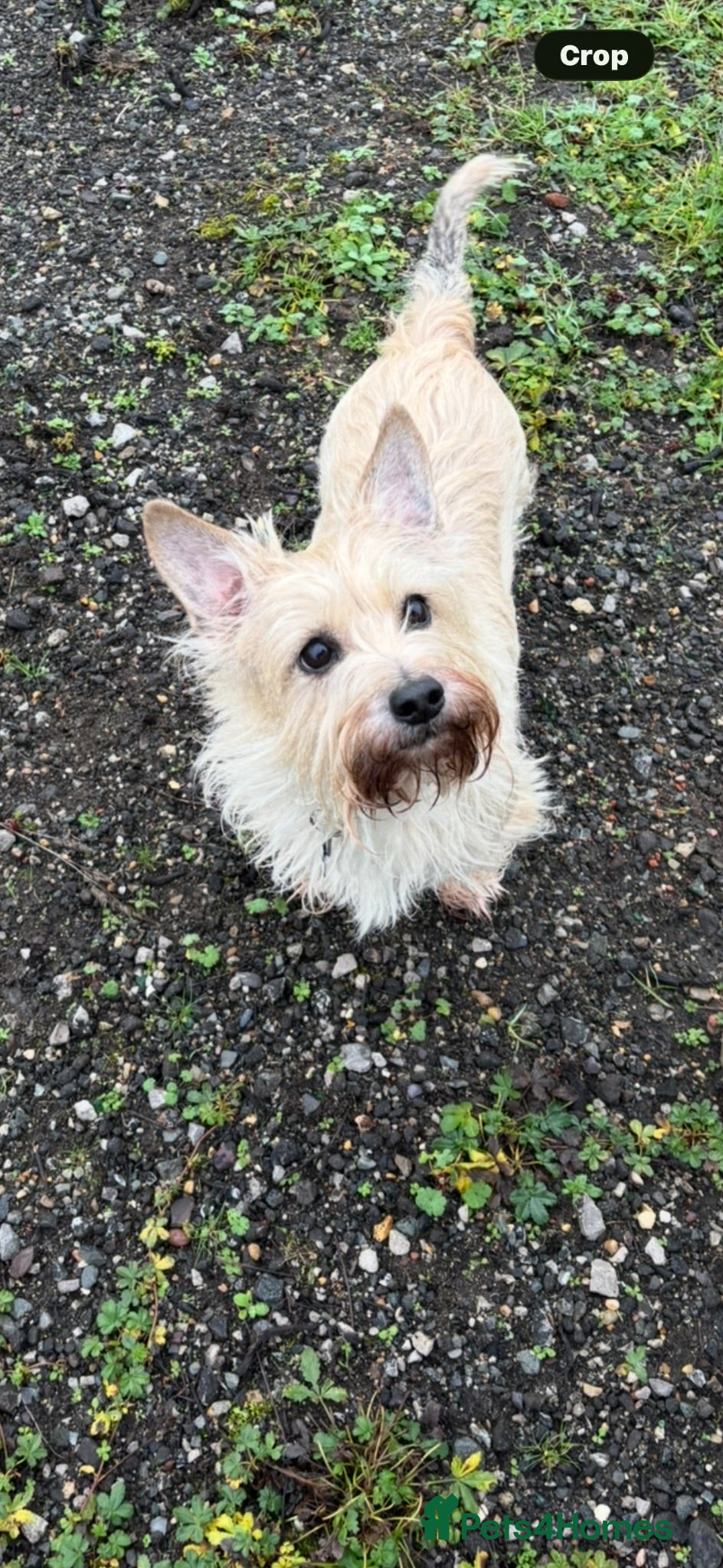 Cairn Terrier dogs Cairn Terrier male  - Advert 2