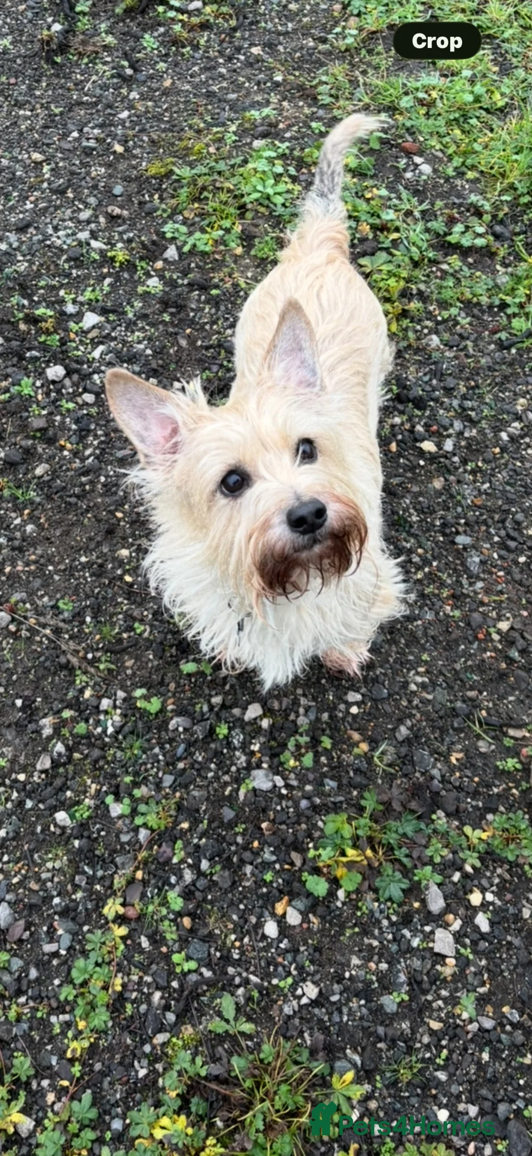 Cairn Terrier dogs for sale: Cairn Terrier male  in Lincoln - Advert 1
