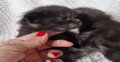 Maine Coon cats - Advert 4