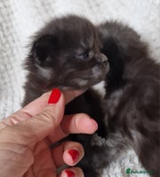 Maine Coon cats - Advert 4