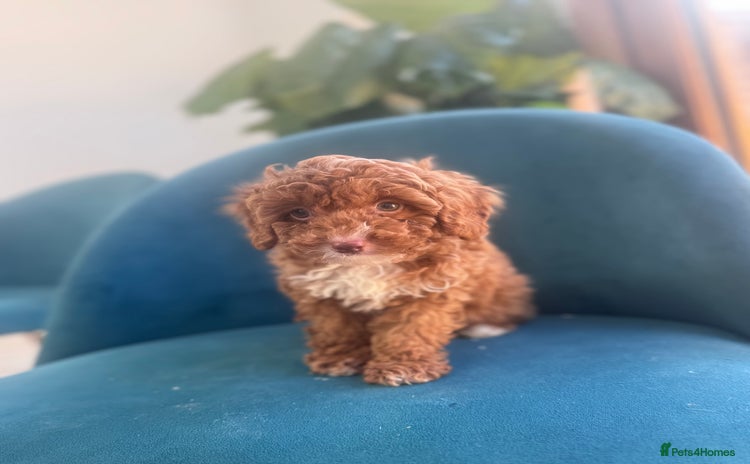 Cavapoo dogs - Advert 1