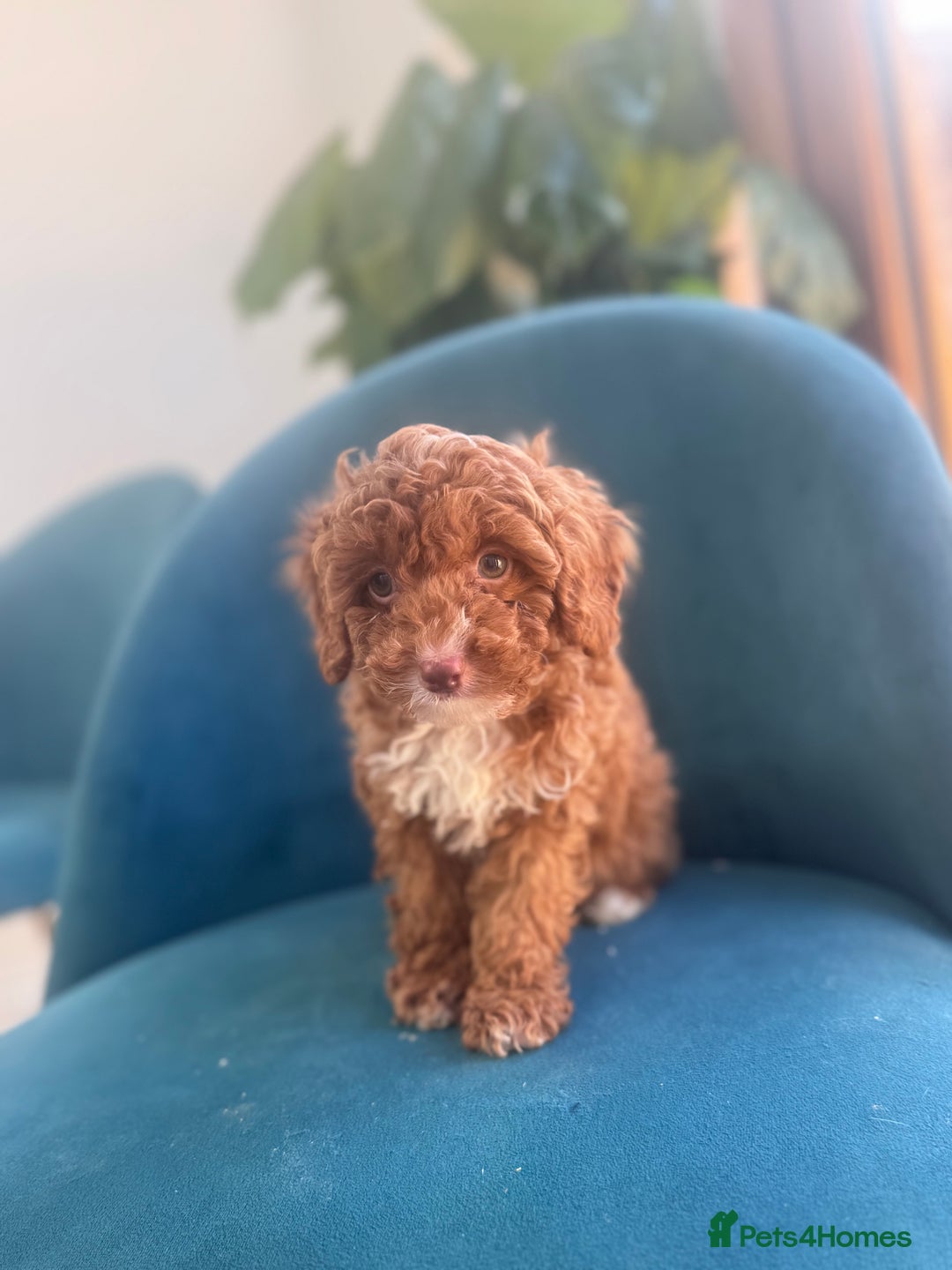 Cavapoo dogs for sale: Fox red toy F1B cavapoos  - Image 1