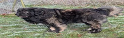 Caucasian Shepherd Dog dogs for stud: **Caucasian Shepherd Stud** in Wisbech - Advert 2