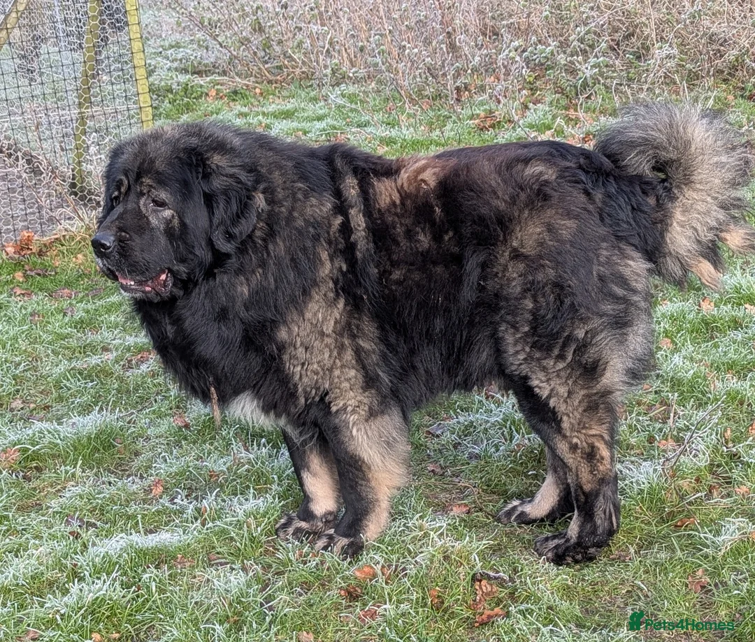 Caucasian Shepherd Dog dogs for stud: **Caucasian Shepherd Stud** in Wisbech - Advert 2