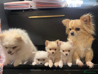 Pomchi dogs 3 pomchi - Advert 2