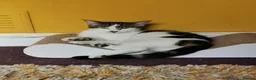 Domestic Shorthair cats for sale: Kitten 1 Year Old Looking For Forever Home - Advert 8