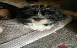 Shih Tzu dogs for sale: Shih tzu puppies  - Image 2