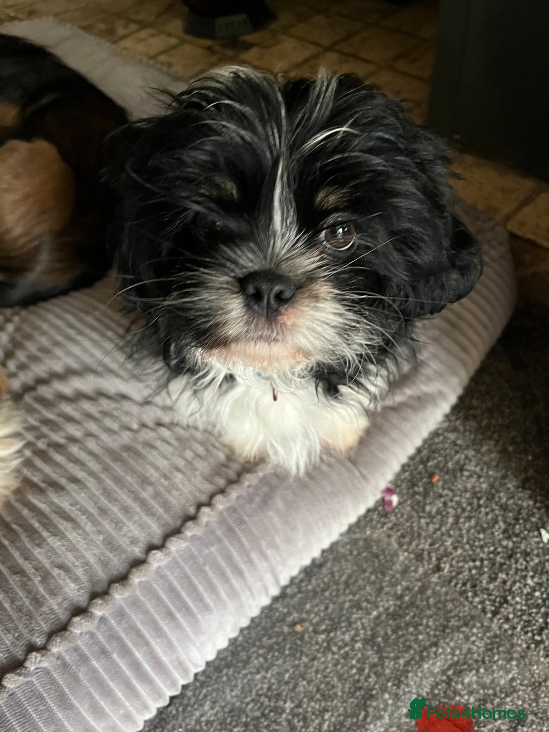 Shih Tzu dogs for sale: Shih tzu puppies  - Image 2