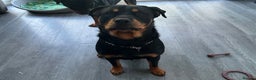 Rottweiler dogs for sale: FEMALE ROTTWEILER  - Advert 2