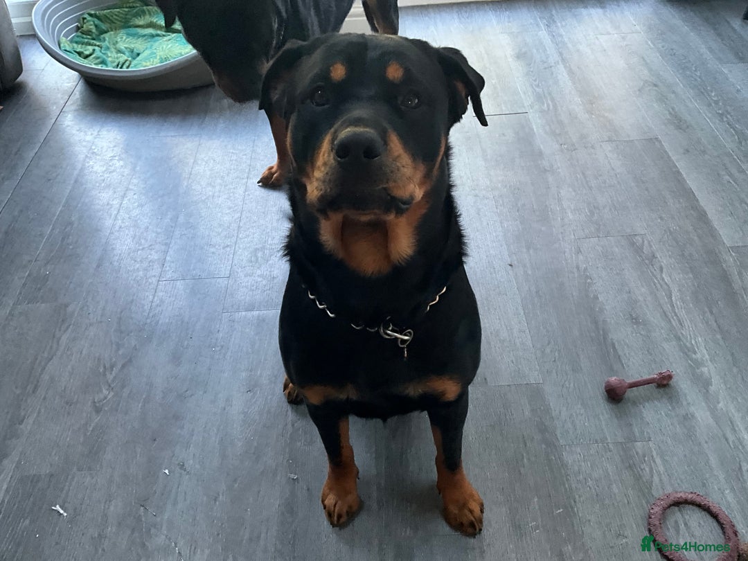 Rottweiler dogs for sale: FEMALE ROTTWEILER  - Advert 2