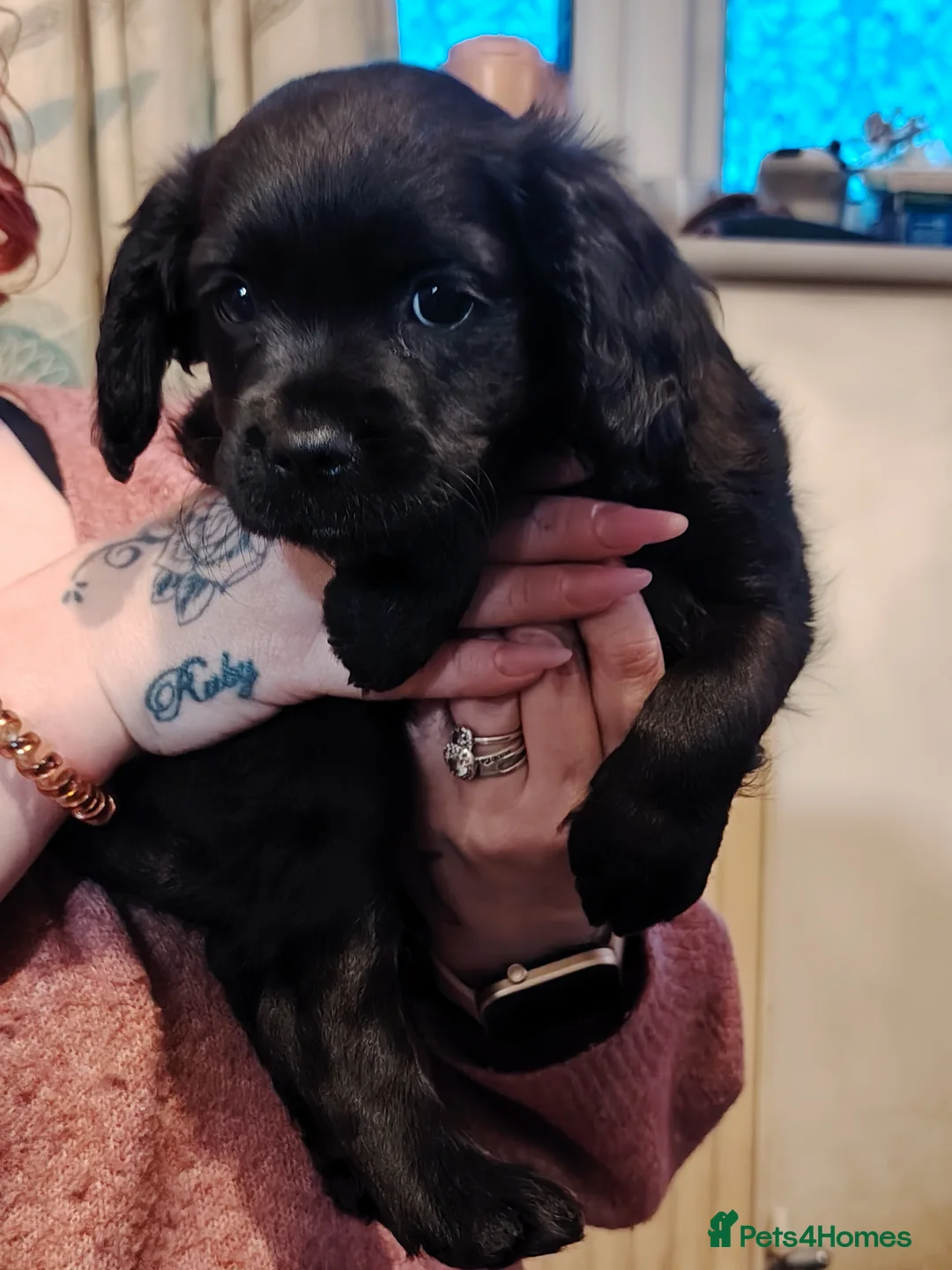 Mixed Breed dogs for sale: Puppies  - Advert 4