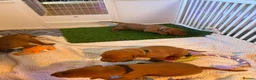 Hungarian Vizsla dogs for sale: Part Trained Daisy’s 2nd litter Hungarian vizsla - Advert 18