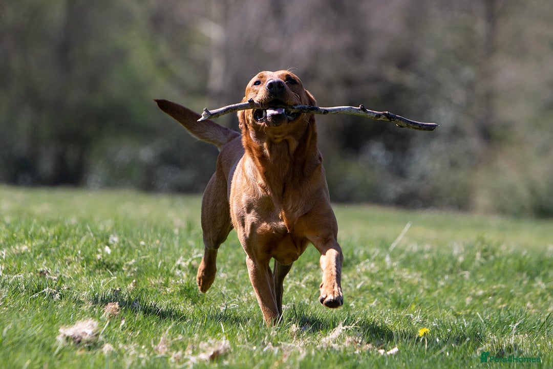 Labrador Retriever dogs for stud: Stunning Proven Fox Red Labrador For Stud in Stoke-on-Trent - Image 9