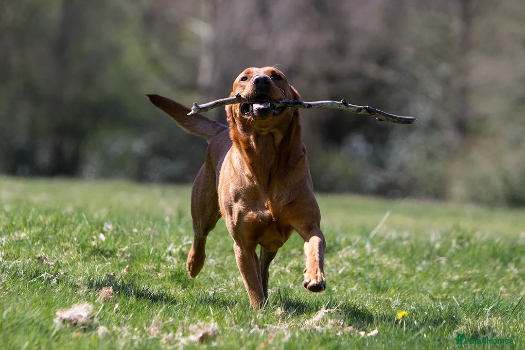 Labrador Retriever dogs for stud: Stunning Proven Fox Red Labrador For Stud in Stoke-on-Trent - Advert 9