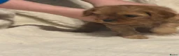 Cavapoo dogs for sale: 5 stunning cavapoo puppies - Advert 5
