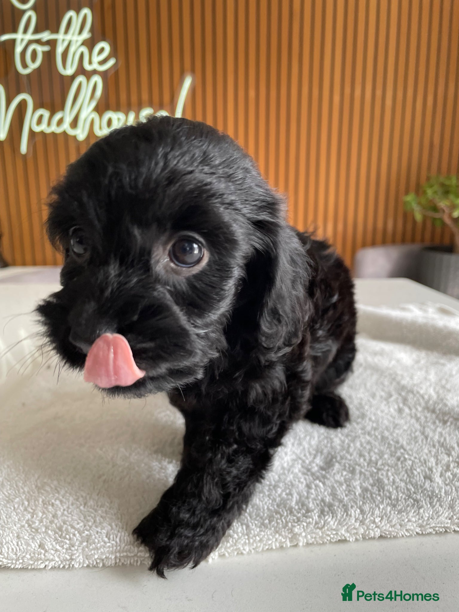 Cockapoo dogs DNA TESTED Tiny Toy F1 Cockapoo Puppies❤️ - Advert 2