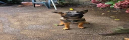 Mixed Breed dogs for sale: AstridGSDxMali - Advert 7