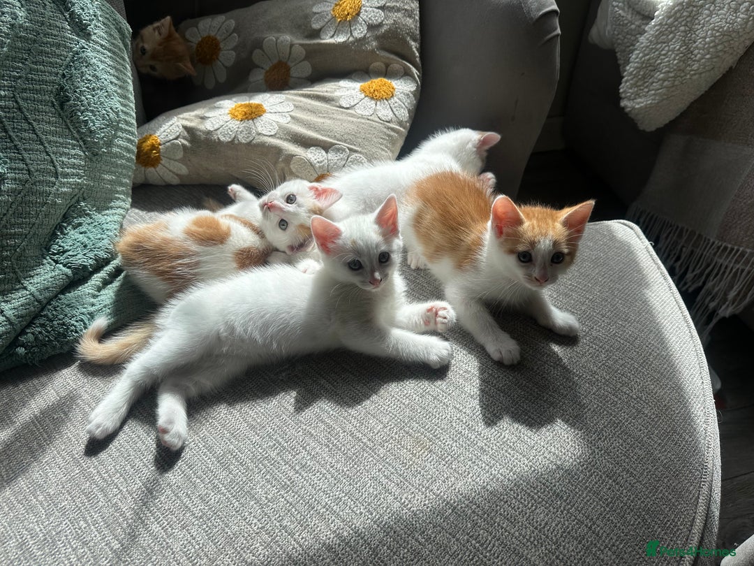 Turkish Van cats for sale: 5 beautiful kittens looking for families  - Image 16