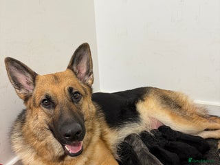 German Shepherd dogs German Shepherd Puppies - Advert 1