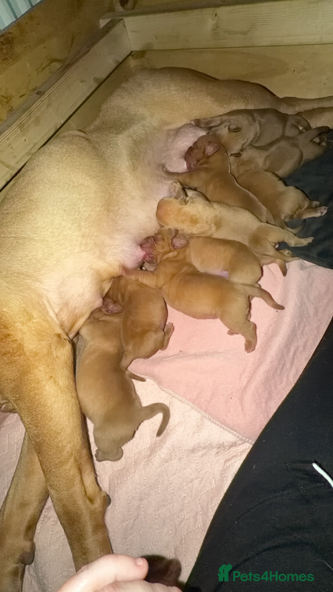 Dogue De Bordeaux dogs for sale: KC Dogue De Bordeaux  - Advert 10