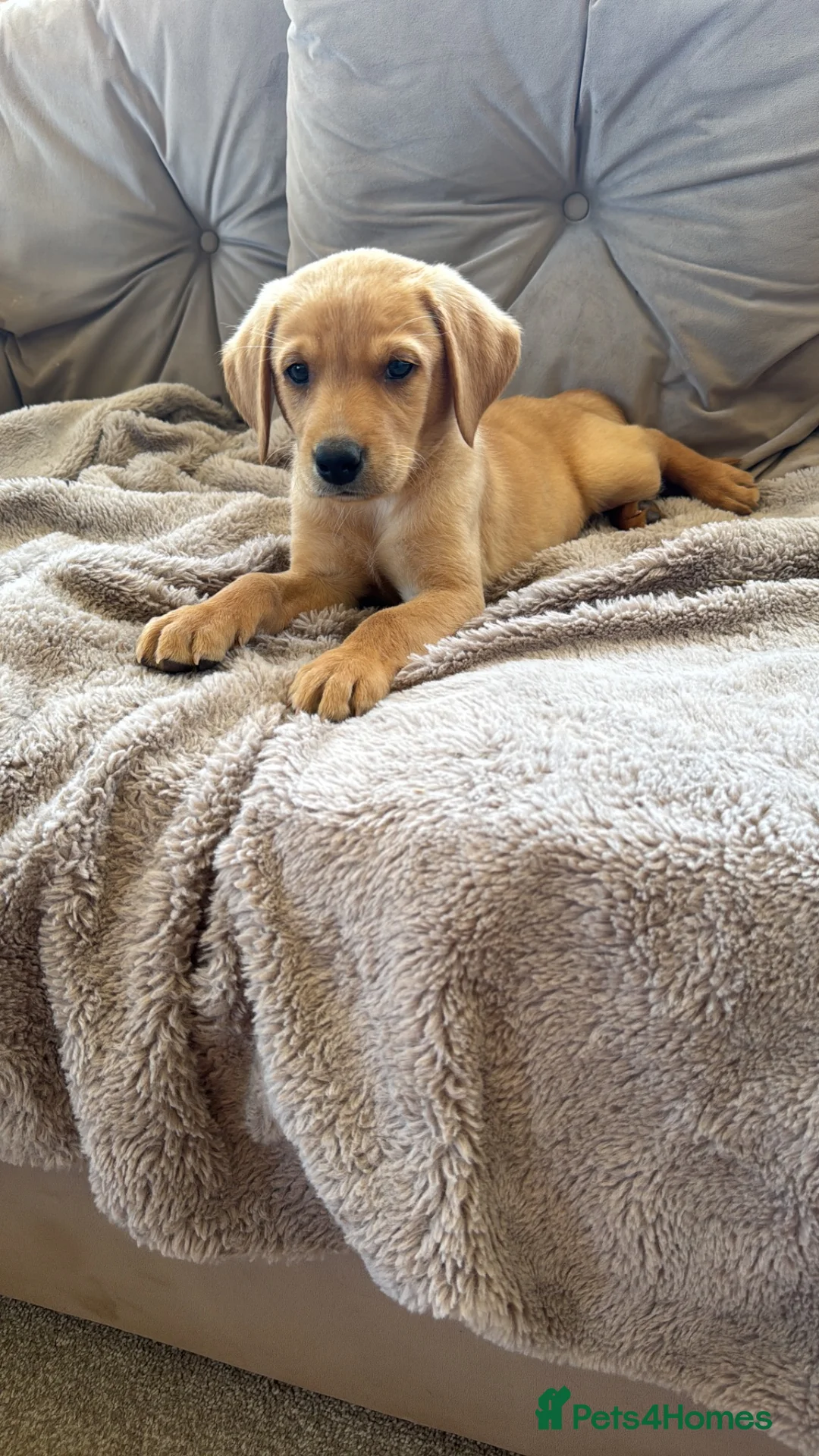 Labrador Retriever dogs for sale:  Labrador puppies  - Advert 8