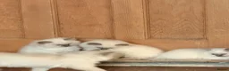 Ragdoll cats for sale: Seal point/seal point mitted and mitted blue point - Advert 11
