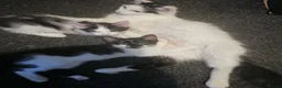 Mixed Breed cats for sale: 4 beautiful Kittens  - Advert 16