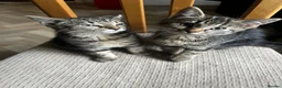 Mixed Breed cats for sale:  kittens mom two daughters  in Birmingham - Advert 4