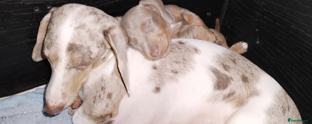 Miniature Dachshund dogs for sale: KC Reg Dachshund Min Isabella & Tan Piebald Pups - Advert 2