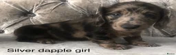 Miniature Dachshund dogs for sale: Miniature long haired dachshund puppies - Advert 15