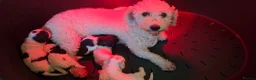 Cavachon dogs for sale: Beautiful f1 cavachons  - Advert 1