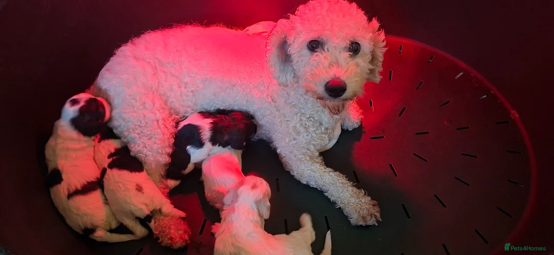 Cavachon dogs for sale: Beautiful f1 cavachons  - Advert 1