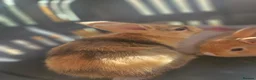 Mixed Breed rabbits for sale: Mini lops  and mini lopx dutch  - Advert 8