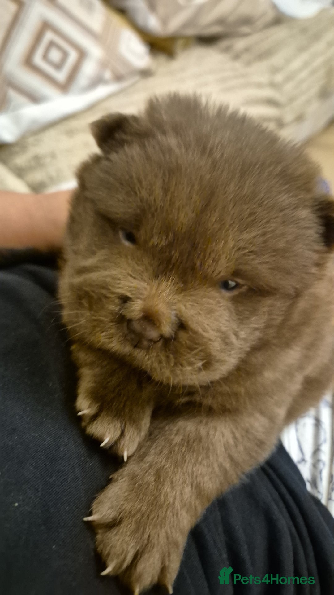 Chow Chow dogs for sale: Stunning Chow Chow Puppies Luxi Chow × Royal Chows - Advert 12