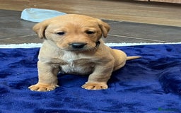 Labrador Retriever dogs for sale: Kennel Club Fox Red Labrador Puppies Health Tested - Advert 25