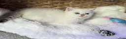 Scottish Fold cats for sale: British short hairs (Scottish straight) ready  - Advert 26