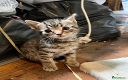 British Shorthair cats for sale: Tabby Male Kittens - Image 2