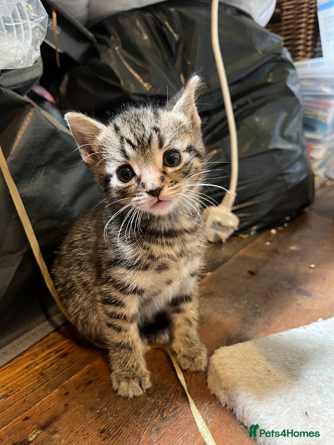 British Shorthair cats for sale: Tabby Male Kittens - Image 2