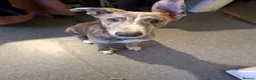 Mixed Breed dogs for sale: Lurcher X - Advert 2