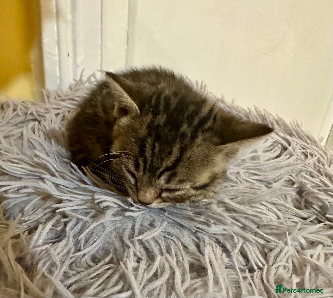 Bengal cats for sale: Stunning GCCF Registered Bengal Kittens  - Advert 17