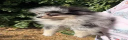 Pomeranian dogs for sale: Beautiful Pomeranian Puppies ready now!! - Advert 6