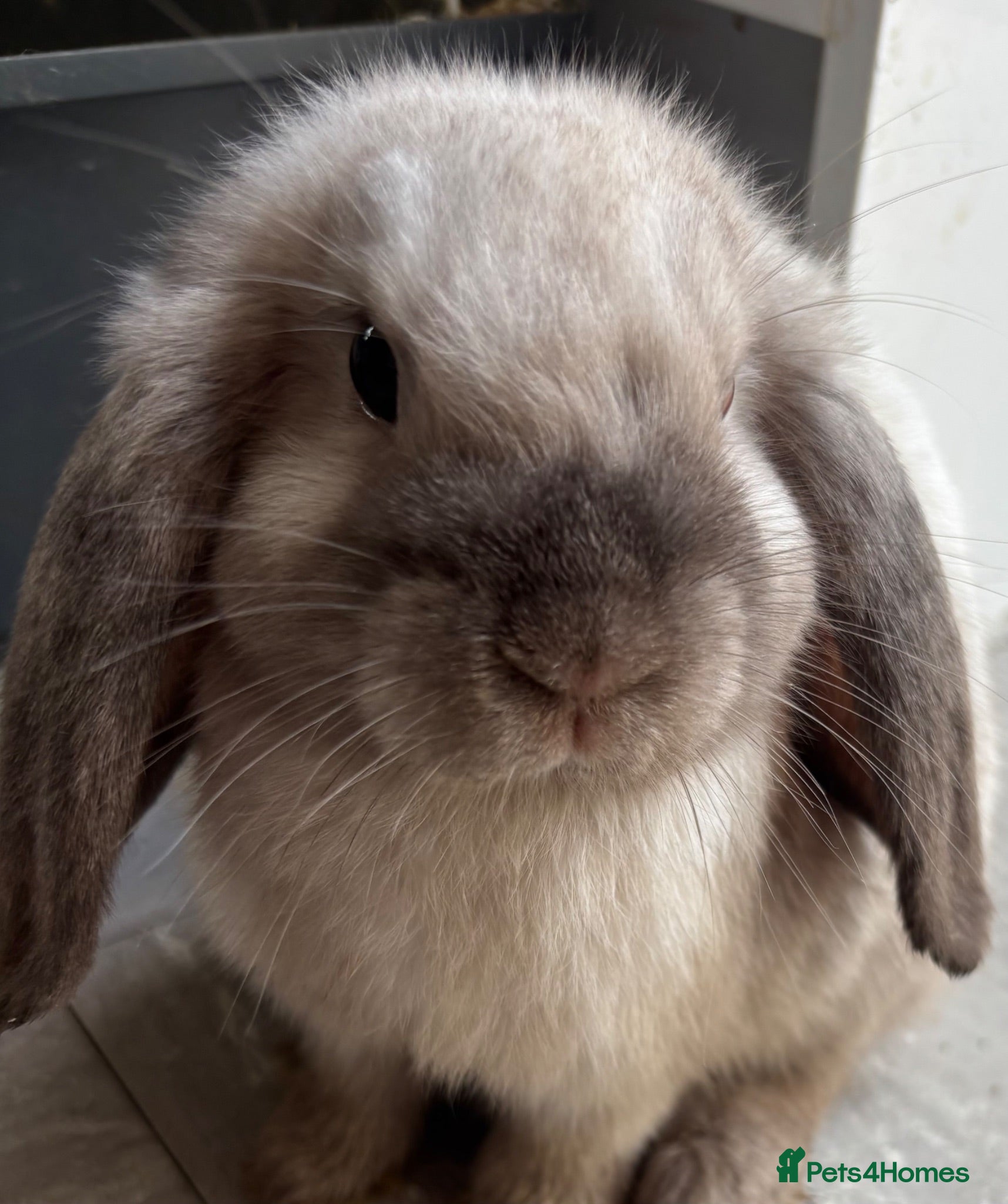 Mini Lop rabbits Beautiful 🤩 example of pure mini hand reared lops - Advert 2