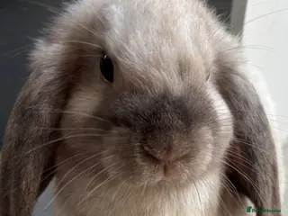 Mini Lop rabbits Beautiful 🤩 example of pure mini hand reared lops - Advert 2