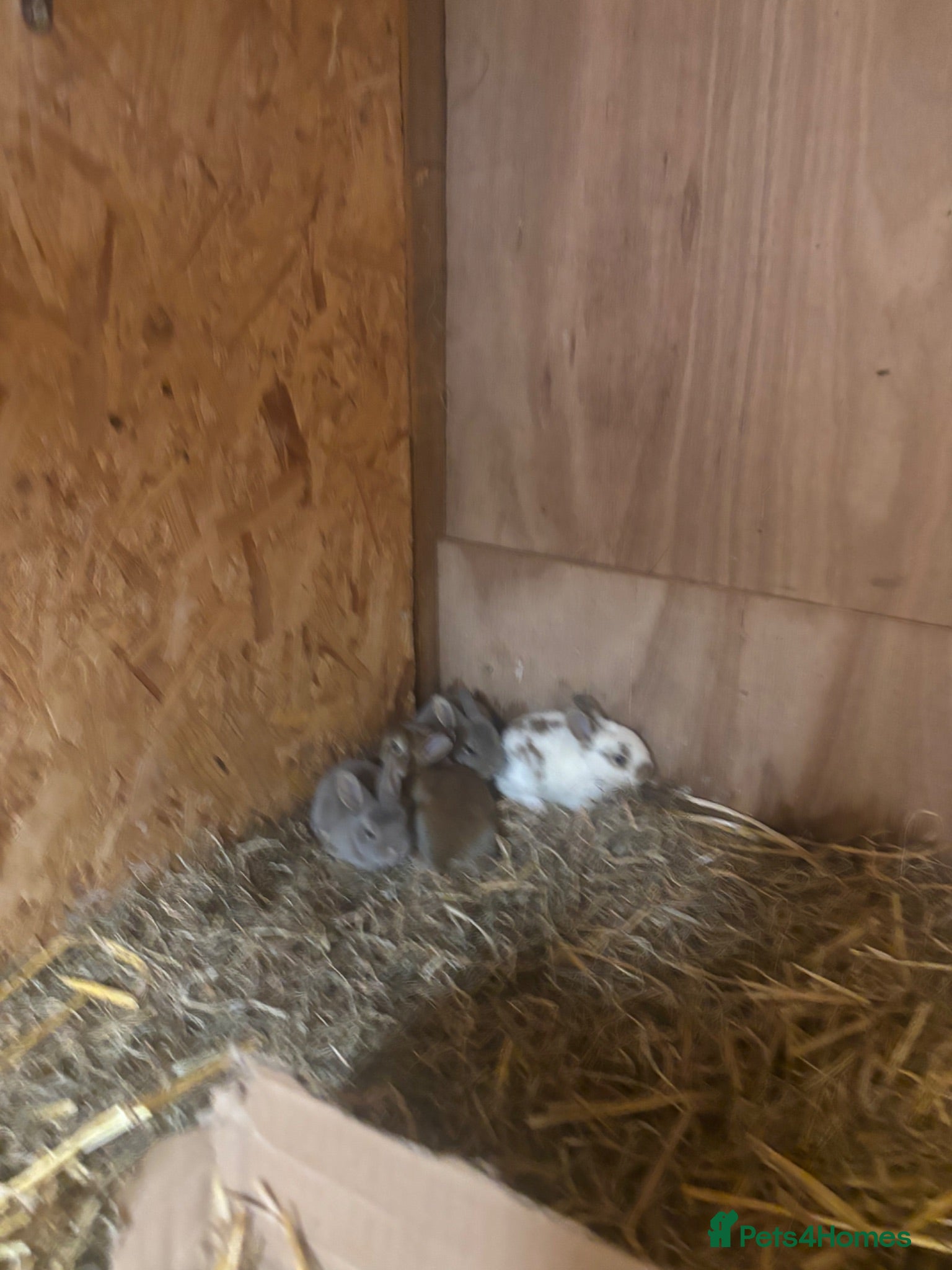 Rex rabbits 7 rex baby rabbits (kits) - Advert 7