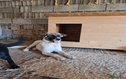 Mixed Breed dogs for adoption: Beautiful and Gentle HEIDI - for a Loving Home - Image 16