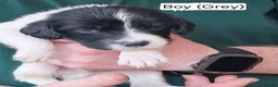 English Springer Spaniel dogs for sale: English Springer Spaniel Puppies - Advert 9
