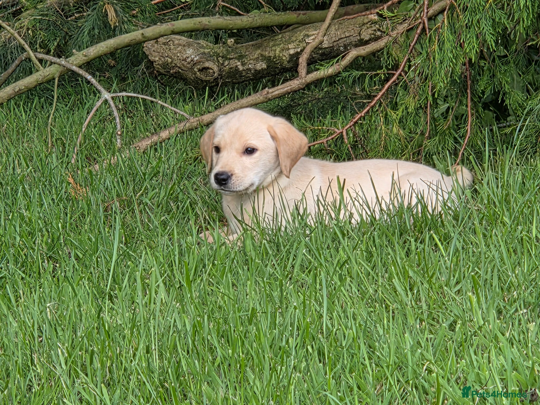 Labrador Retriever dogs Outstanding litter of Labrador pups  - Advert 2
