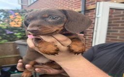 Miniature Dachshund dogs for sale: stunning KC miniature dachshunds  - Image 12
